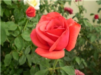 ca2e7c78-Picture 3216.jpg